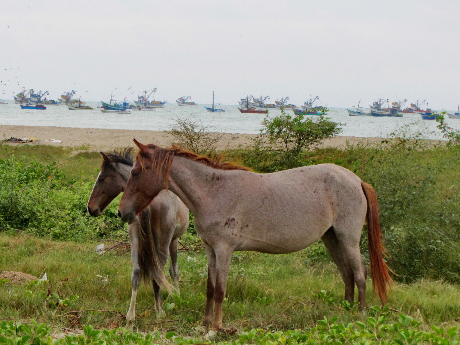 Horses on the beach of Zorritos